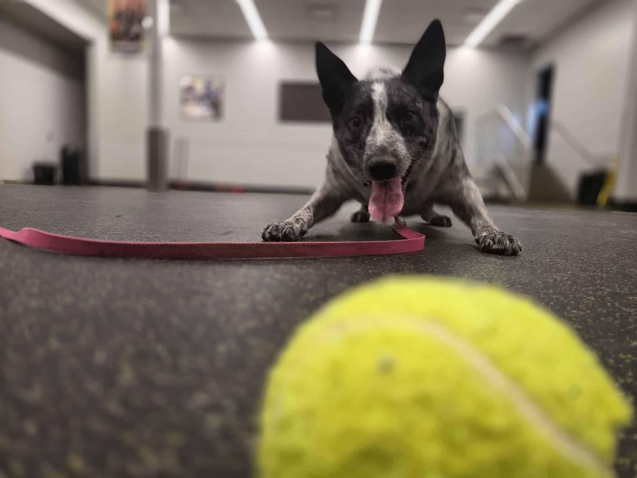 a dog playing with a tennis ball close to the camera