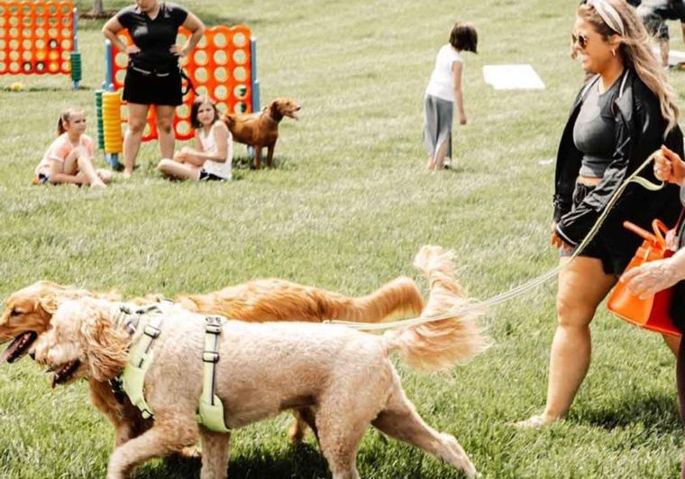 BarkAndBurn1920x1060