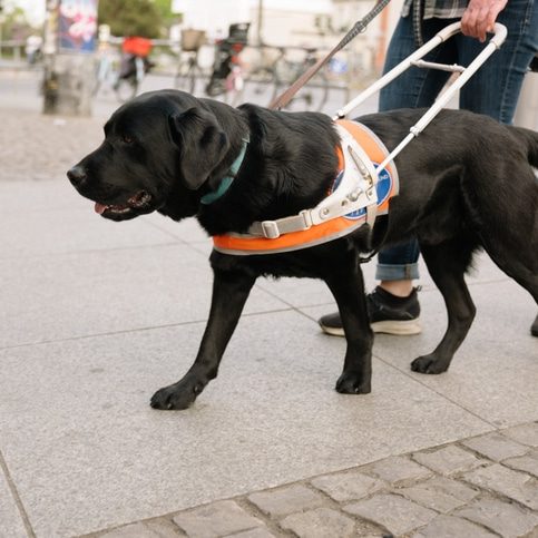 Assistance dog guides a blind woman on the pavement