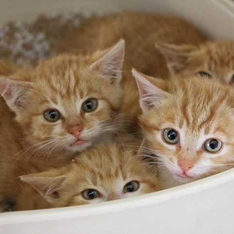 a close up of 4 small shy red kitten are lying in a litter box