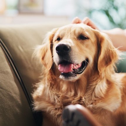 Home, happy and person with dog on sofa for relaxing, chill and bonding together. Best friend, animal care and owner with Golden Retriever on couch for support, love and comfortable on weekend