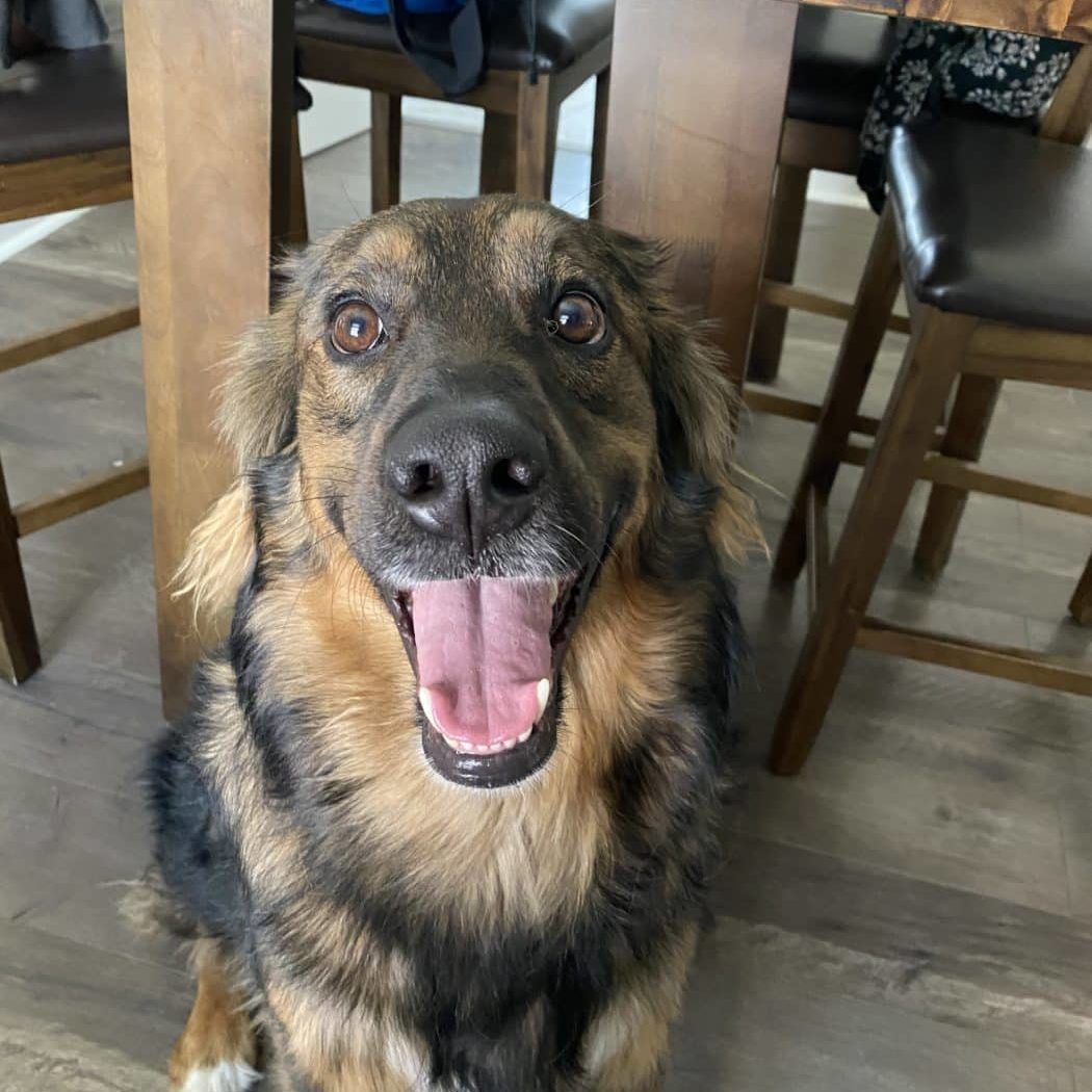 German Shepherd smiling