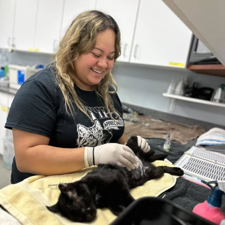shelter employee examining a black cat