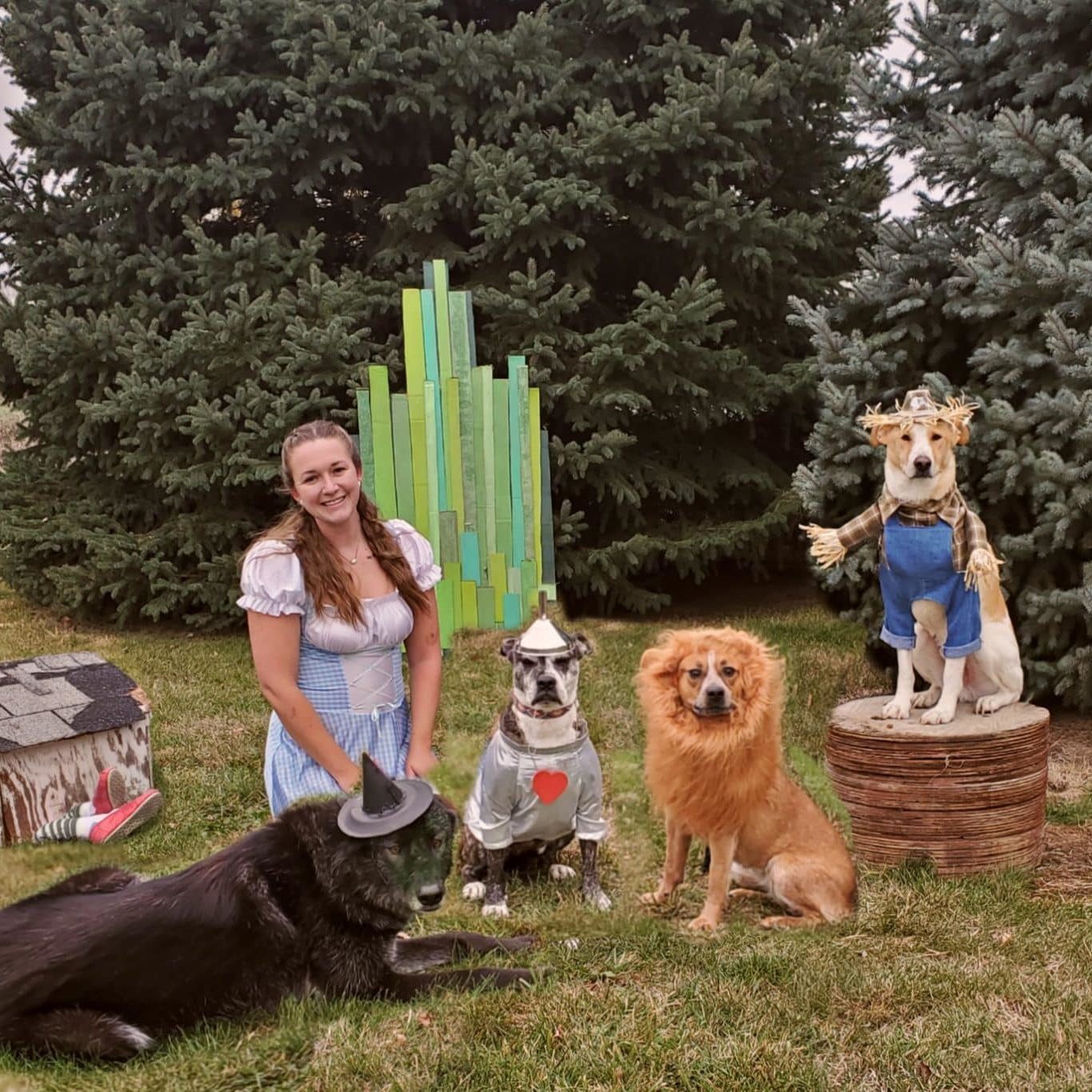 Akela, the wolf hybrid, with her owner and other dogs who are dressed as Wizard of Oz characters