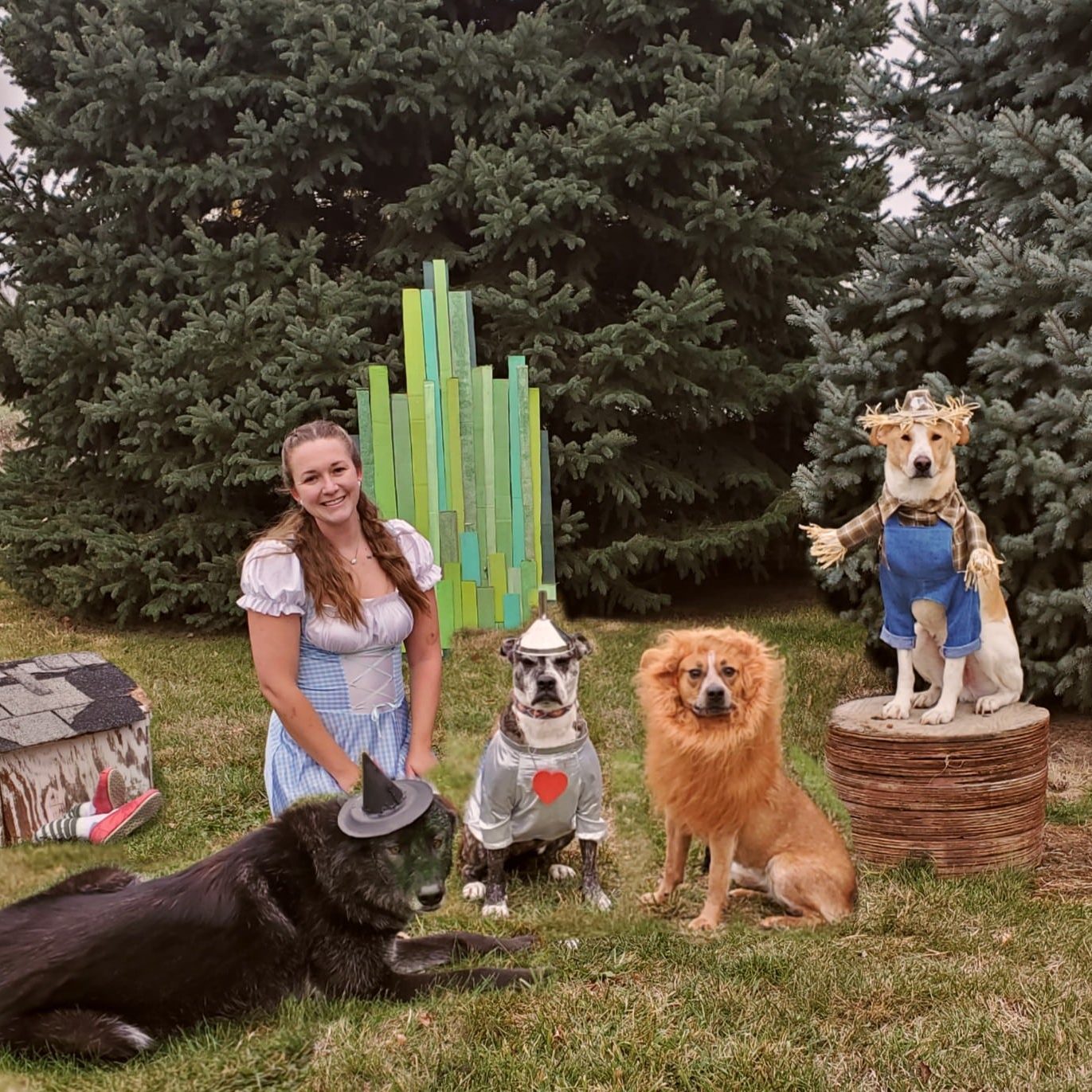 Akela, the wolf hybrid, with her owner and other dogs who are dressed as Wizard of Oz characters