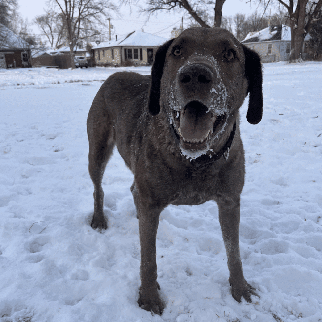 Red the dog outside in the snow