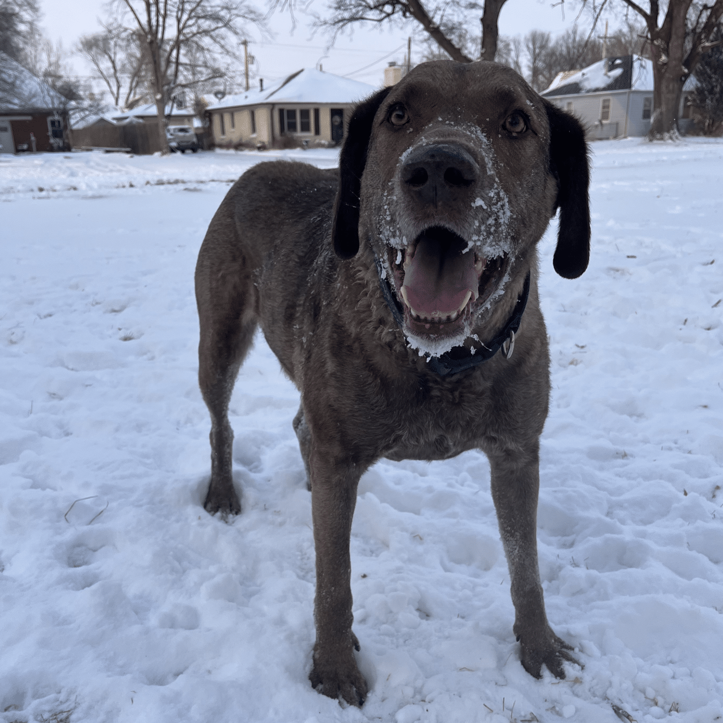 Red the dog outside in the snow
