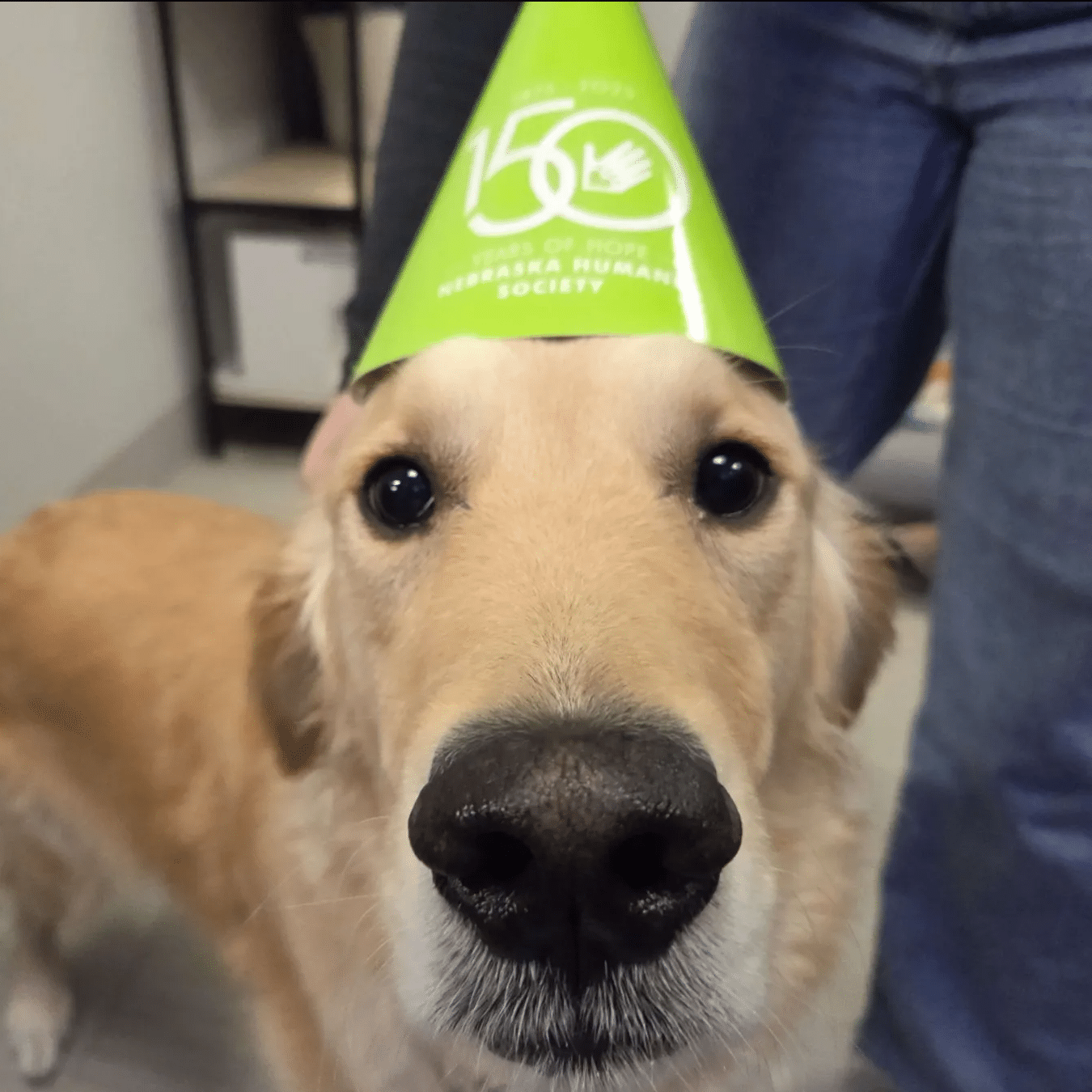 Sunny the dog in a 150th birthday hat